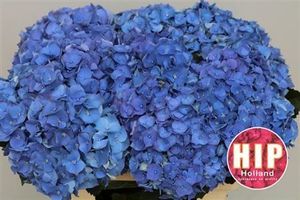 HORT. BELA BL 60